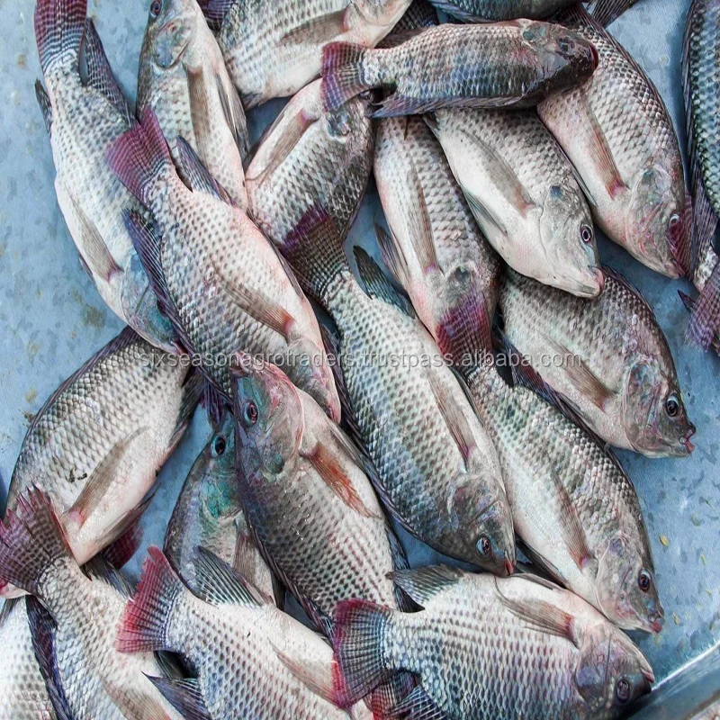 Sweet Water Tilapia Fish Fish Supplier Form Bangladesh Buy Bangladesh