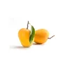 Fresh Alphonso Mangoes Exporters cheap sales