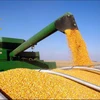 Ukranian-Top Selling Non GMO Yellow Maize/Corn