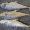 /product-detail/frozen-queen-fish-3kg-up-frozen-queen-fish-50045579684.html