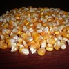 Brazilian yellow corn