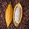Dried Raw Cocoa Beans