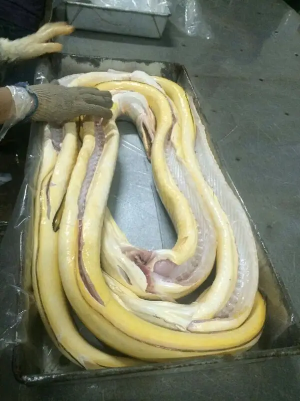 Conger Eel Whole Buy Conger Eel,Yellow Conger Eel,Frozen Conger Eel