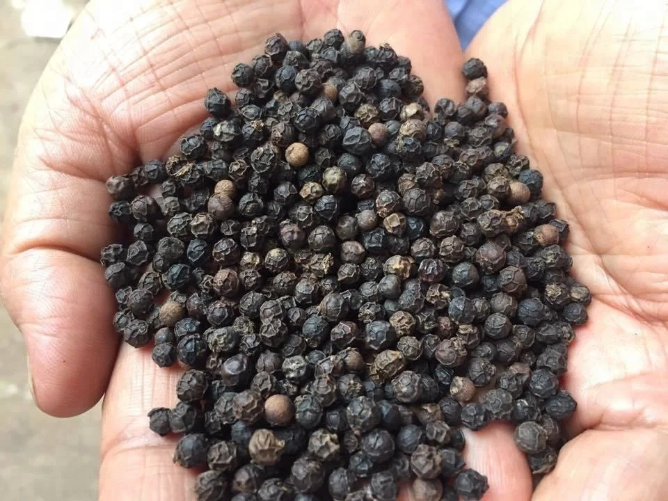 Vietnam Black Pepper 500gl Faq New Crop 2108 Buy Black Pepper,Pepper