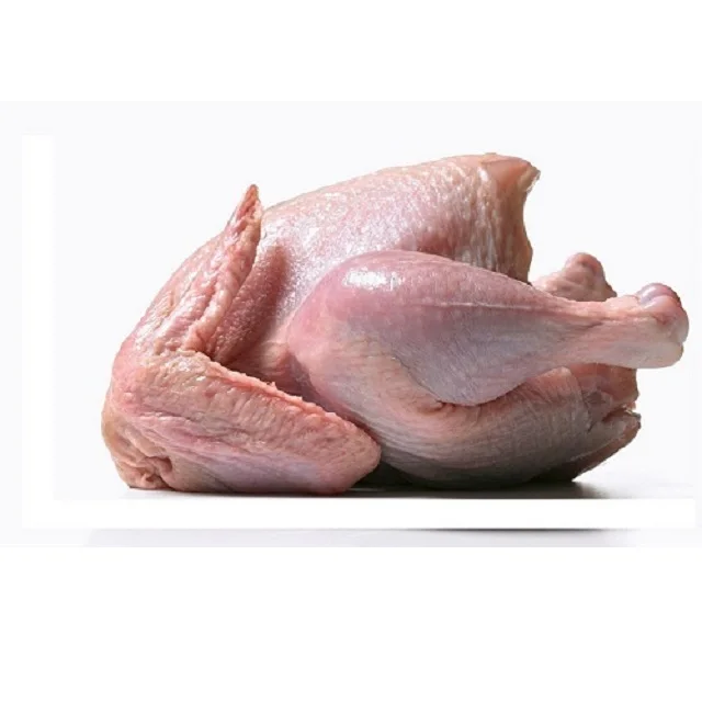Ayam dan Ayam Segar Halal Ayam