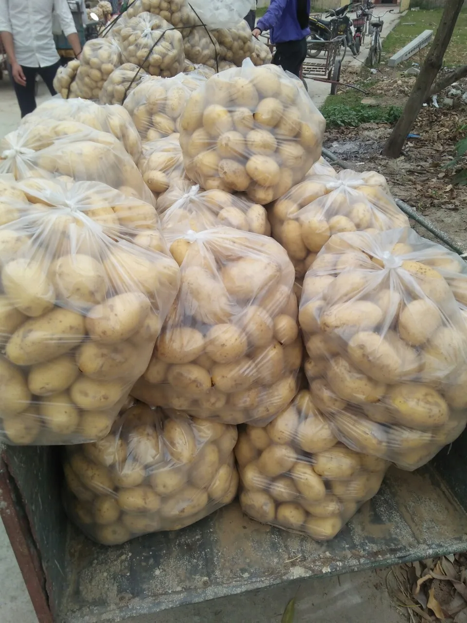 Fresh Potato In New Croppest Buy Fresh Potato Small Potato Big Potato   UTB8I1tOG8ahduJk43Jaq6zM8FXat 