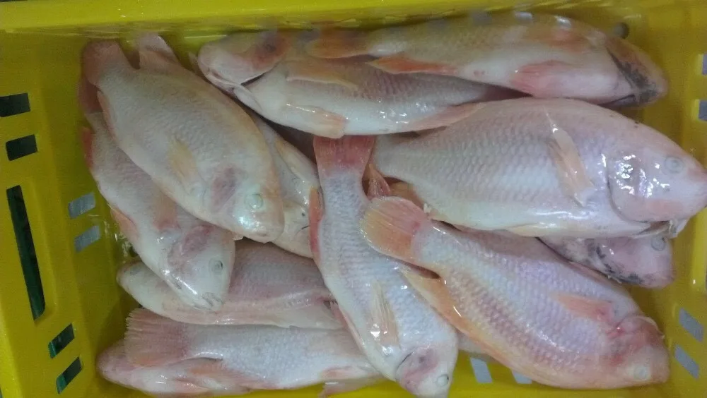 Supply Red Tilapia With Good Price And Best Quality From Asia Buy