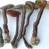 Fresh Ganoderma lucidum Karst/Ganoderma lucidum/ Forest Ganoderma lucidum Vietnam product
