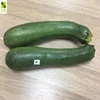 FRESH ZUCCHINI From VIETNAM