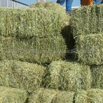 Alfalfa Hay For Sale Big Compressed Bales Buy Hay And Alfalfa