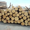 PINE SPRUCE BIRCH OAK ASH LOGS / TIMBER AVAILABLE