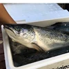 Fresh Seafood, Fresh and Chilled Salmon fish with Norwegian Origin