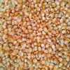 Yellow Maize/Corn for Exporters