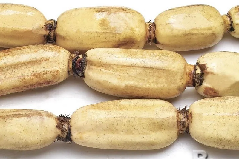 fresh frozen lotus root from vietnam/ms nancy  84 377 518 917