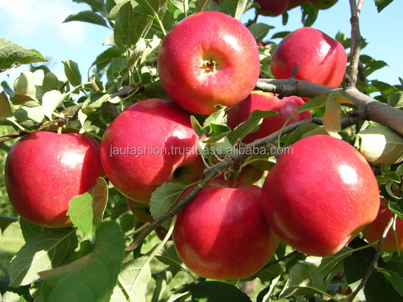 Wholesale Apple Fruit / Apple Fruit Fresh / Wholesale Prices Apple Fruit / Buy Apple Fruit