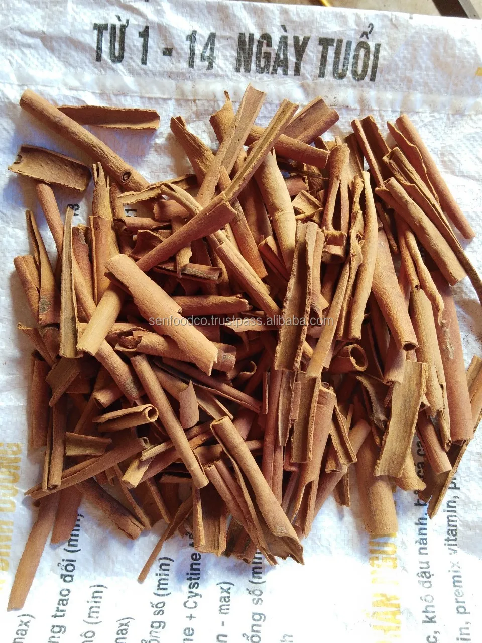 broken stick cassia 10-20cm2