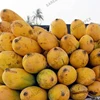Premium Mangoes From Pakistan | Delicious Taste Sindhri Mango For Sale