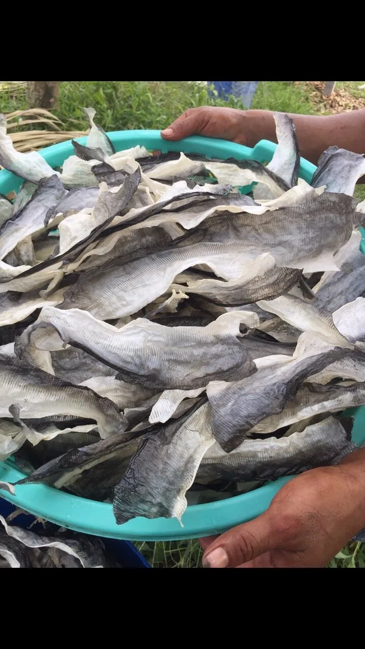 批发干燥的 pangasius 皮肤,油炸 pangasius 鱼皮用于制作越南小吃.