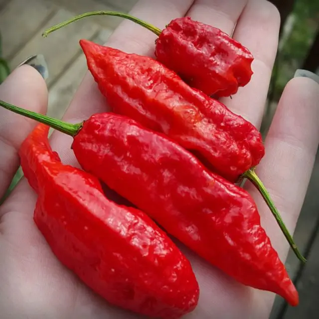 yellow pepper/sweet chili paprika pepper/dry red chili pepper