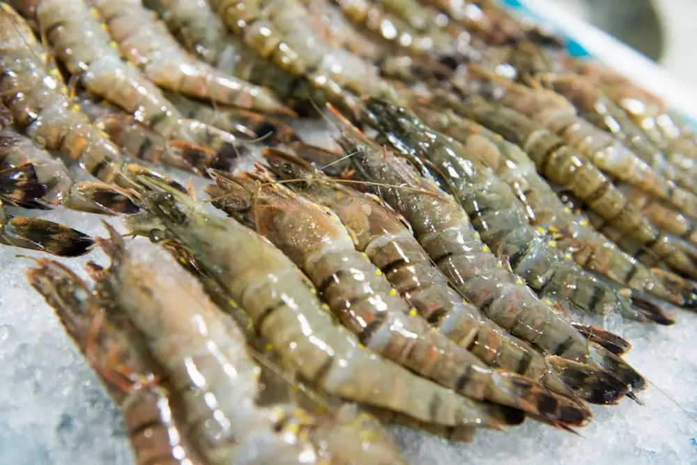 黒トラエビ ベトナム インドネシア マダガスカル Buy Tiger Prawn Shrimp Tiger Shrimp Product On Alibaba Com
