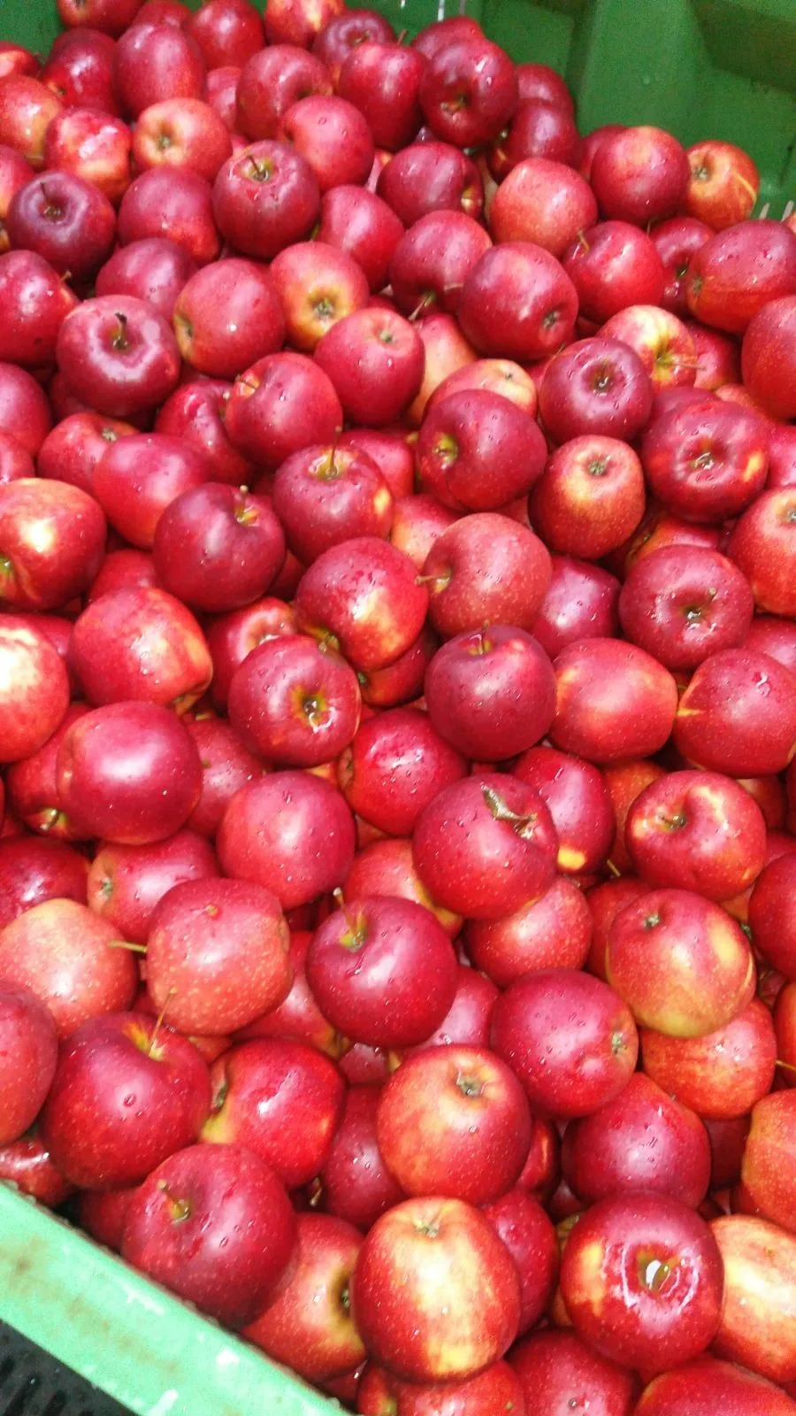 Fresh Fruits Apples Fresh Prince Red Apples Polish Origin Apples Buy