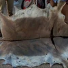 /product-detail/cheap-cheap-dry-donkey-skin-hides-50035204082.html