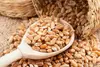 Wheat Grains for Sale