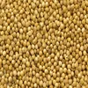 Best Price For High Quality Organic Coriander Seeds