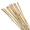 Wholesale bamboo cane/poles - bamboo sticks Vietnam