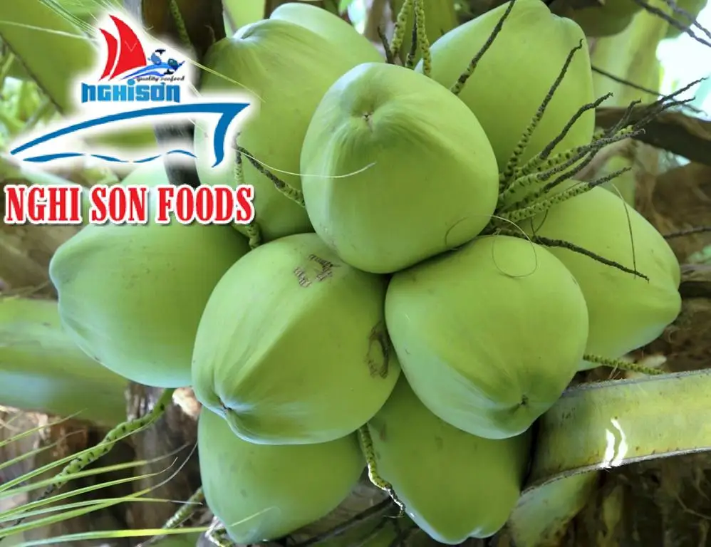 Fresh Young Coconut(id10533362). Buy Vietnam fresh coconuts for sale, frozen coconut, product