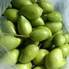 FRESH CAT CHU MANGO with THE BEST PRICE