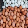 White and Brown Chicken Eggs, Fresh Table Eggs