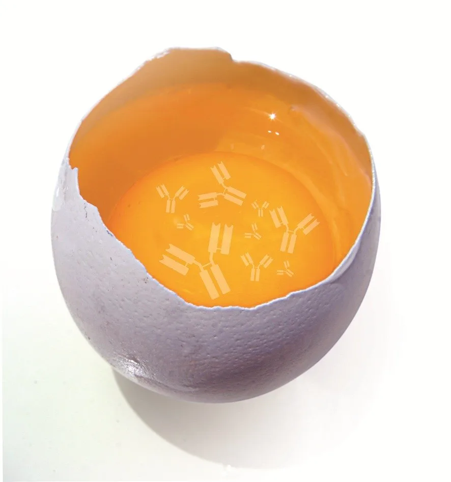 Vietnam High Quality Salted Egg Yolk Powder // (jennie) Buy Egg Yolk