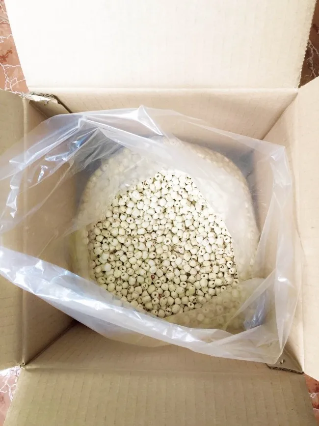 nature air dried white lotus seeds - organic dried lotus seeds