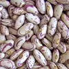 Red Speckled Sugar Beans/Purple Speckled Kidney Beans Size 220-240pcs
