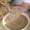 Certified Standard Grade Organic Malt Barley with Low Moisture