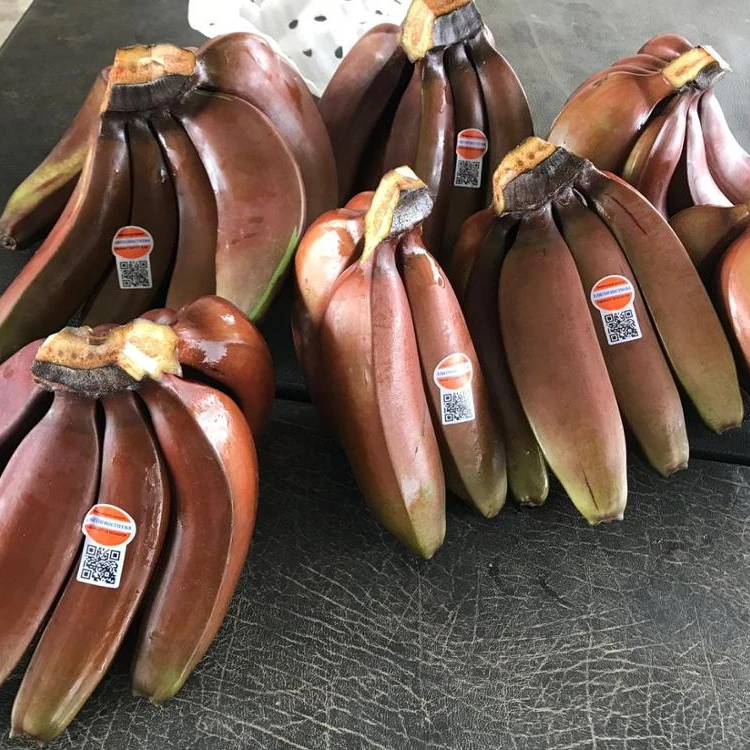 Красные бананы купить