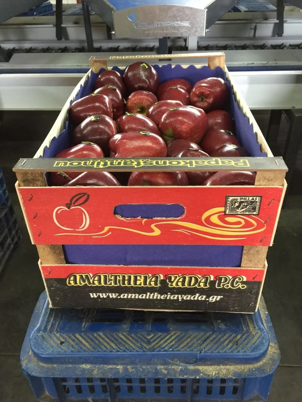 Fresh Apples Red Chief Red Delicious Greek Origin Buy Red Apples