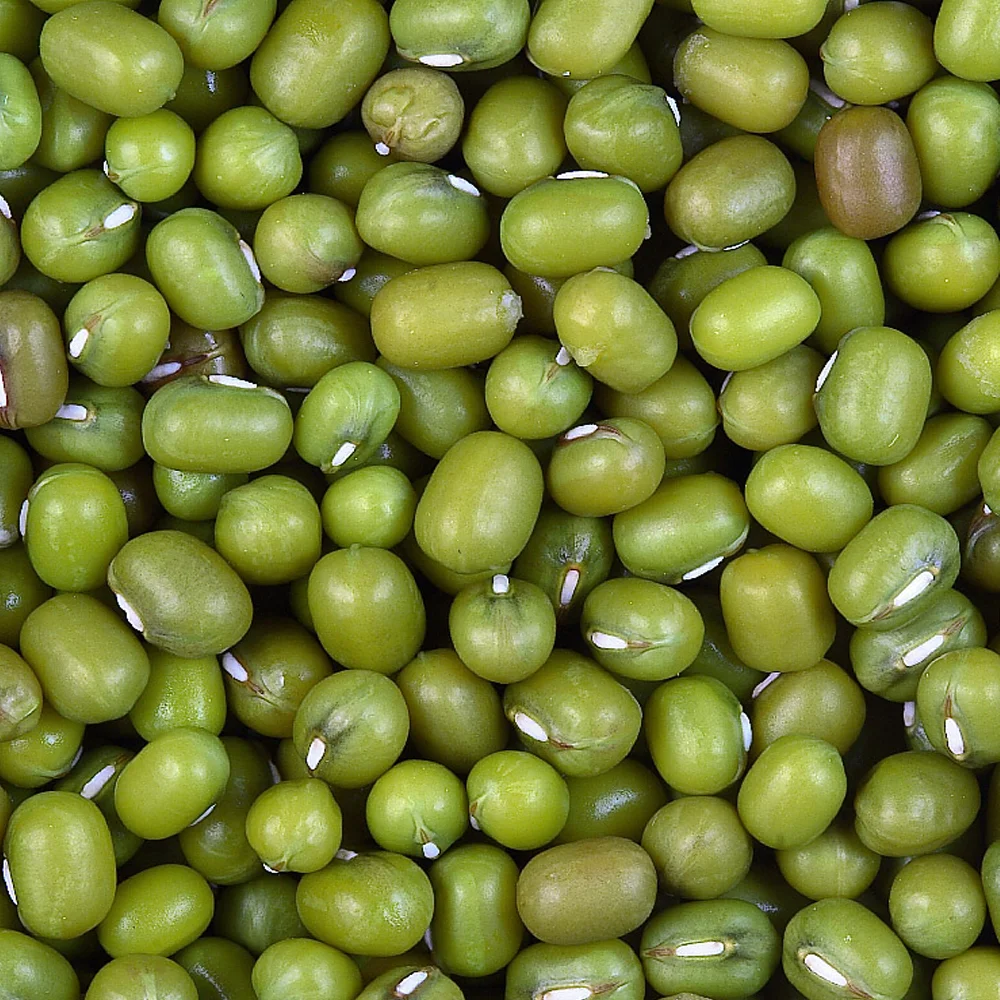 reliable export specifications of green mung beans buyers