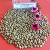 COFFEE BEAN BIG VOLUME FOR EXPORTING