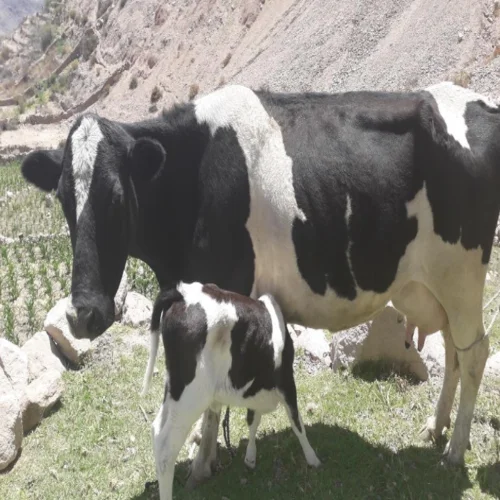 Bulky Holstein Heifers Diary Cattle Angus Aberdeen Milking Cattle