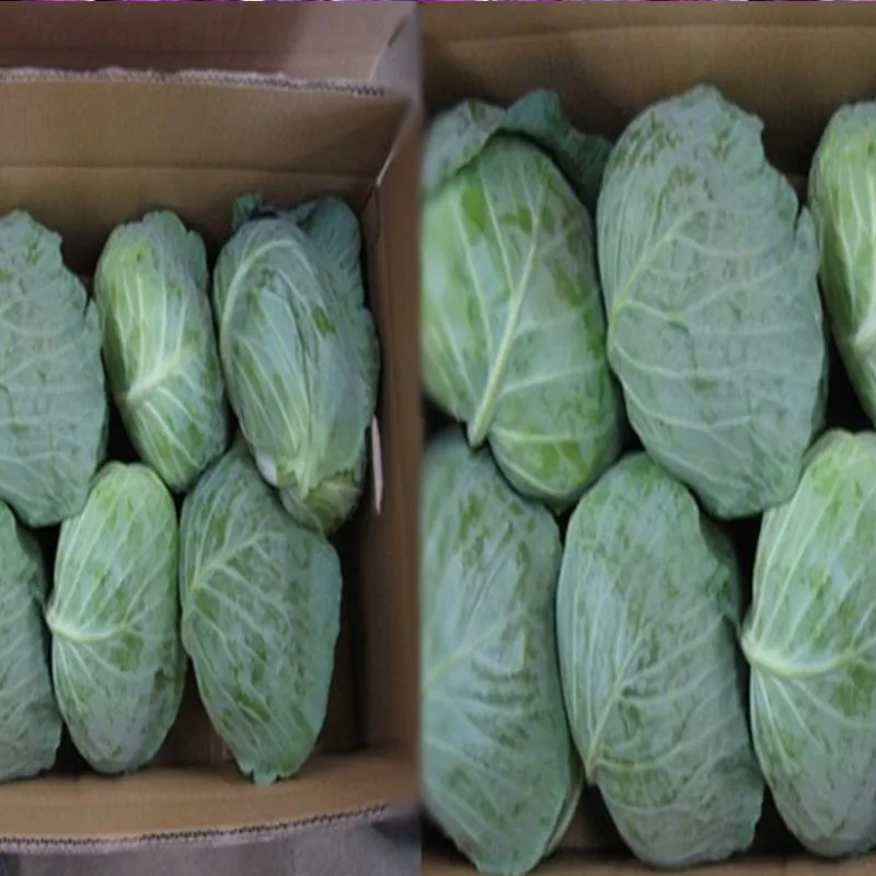 Cabbage Price In 2018 Buy Cabbage Price Per Pound,Cabbage Price At