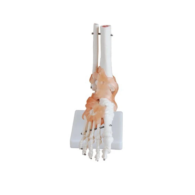 Foot-Joint1.jpg