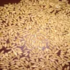 Wheat Grain from India