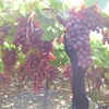 Up to three months frozen for our Egyptian Crimson Grapes