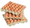 /product-detail/fresh-white-brown-table-eggs-fresh-chicken-table-eggs-fertilized-hatch-50037843148.html