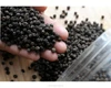 Black Pepper Beans 570gl (WhatsApp: +841694376415)