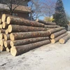 Cheap Construction logs - Eucalyptus Round Logs