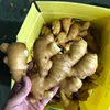 FRESH GINGER VIETNAM +84984418844 whatsapp