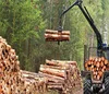 Imported Rubber wood logs